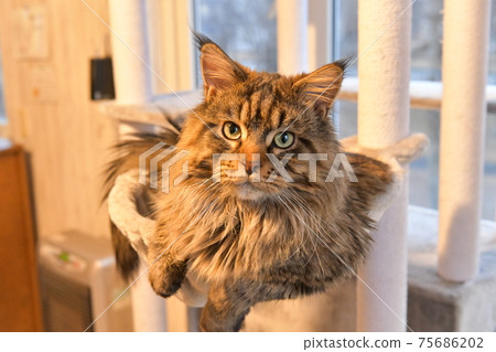 Maine Coon Maine Coon 75686202