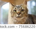 Cat (with ball bokeh) Cat (with ball bokeh) 75686220