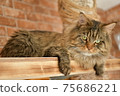 Maine Coon looking from above Maine Coon looking from above 75686221