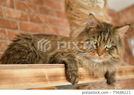 Maine Coon looking from above Maine Coon looking from above 75686221