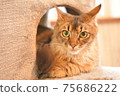 Cat coming out of the base Cat coming out of the base 75686222