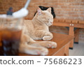 Cat over coffee Cat over coffee 75686223