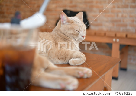 Cat over coffee 75686223