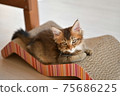 Cat on the claws Cat on the claws 75686225