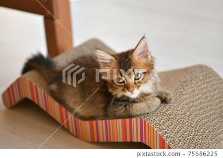 Cat on the claws 75686225