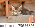 A cat that sleeps on its claws A cat that sleeps on its claws 75686226
