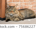 Relax Maine Coon Relax Maine Coon 75686227