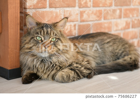 Relax Maine Coon Relax Maine Coon 75686227