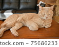 Cat relaxing on the table Cat relaxing on the table 75686233