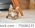 Cat relaxing under the table Cat relaxing under the table 75686235