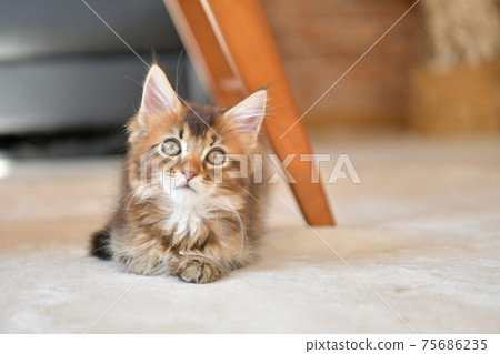 Cat relaxing under the table Cat relaxing under the table 75686235