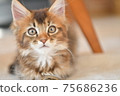 Cat 2 relaxing under the table Cat 2 relaxing under the table 75686236