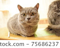 Relaxing cat (British shorthair) Relaxing cat (British shorthair) 75686237