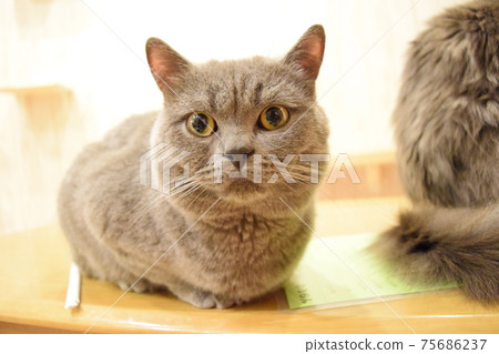 Relaxing cat (British shorthair) Relaxing cat (British shorthair) 75686237