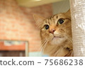 Cat looking into Cat looking into 75686238