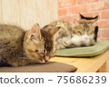 Sleeping kitten Sleeping kitten 75686239