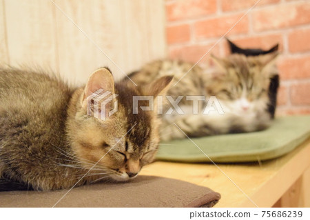 Sleeping kitten 75686239