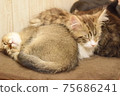 Kittens that gather and sleep Kittens that gather and sleep 75686241