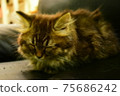 Sleeping kitten Sleeping kitten 75686242