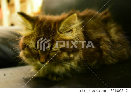 Sleeping kitten Sleeping kitten 75686242