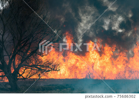 Burning flames, open burning of reed colony Burning flames, open burning of reed colony 75686302