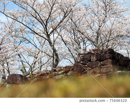 熊野市赤城城遺址和櫻花 75686320