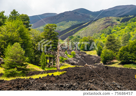 Mount Etna volcanic landscape and its typical vegetation, Sicily Mount Etna volcanic landscape and its typical vegetation, Sicily 75686457