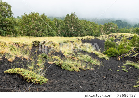 Mount Etna volcanic landscape and its typical vegetation, Sicily Mount Etna volcanic landscape and its typical vegetation, Sicily 75686458