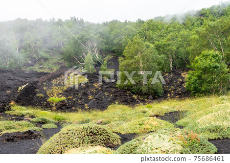 Mount Etna volcanic landscape and its typical vegetation, Sicily Mount Etna volcanic landscape and its typical vegetation, Sicily 75686461