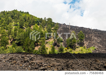 Mount Etna volcanic landscape and its typical vegetation, Sicily Mount Etna volcanic landscape and its typical vegetation, Sicily 75686468