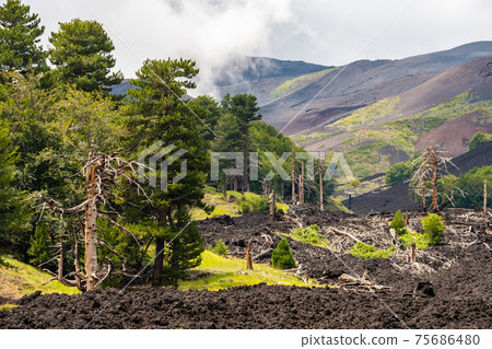 Mount Etna volcanic landscape and its typical vegetation, Sicily Mount Etna volcanic landscape and its typical vegetation, Sicily 75686480