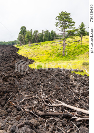 Mount Etna volcanic landscape and its typical vegetation, Sicily Mount Etna volcanic landscape and its typical vegetation, Sicily 75686486