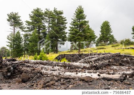 Mount Etna volcanic landscape and its typical vegetation, Sicily Mount Etna volcanic landscape and its typical vegetation, Sicily 75686487