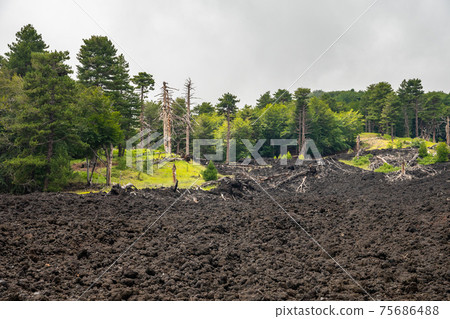 Mount Etna volcanic landscape and its typical vegetation, Sicily Mount Etna volcanic landscape and its typical vegetation, Sicily 75686488