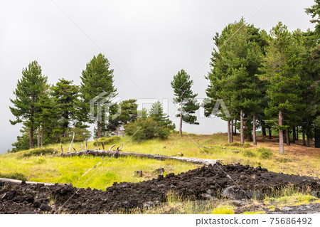 Mount Etna volcanic landscape and its typical vegetation, Sicily 75686492