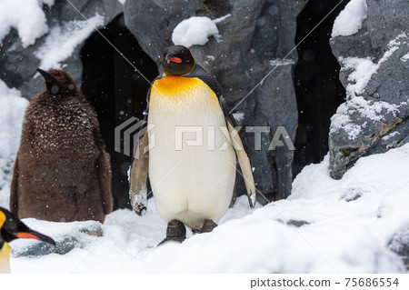 Winter zoo penguins Asahikawa, Hokkaido 75686554