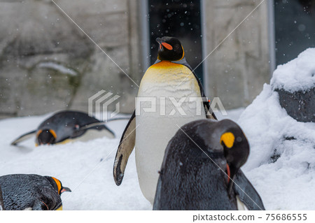 Winter zoo penguins Asahikawa, Hokkaido Winter zoo penguins Asahikawa, Hokkaido 75686555