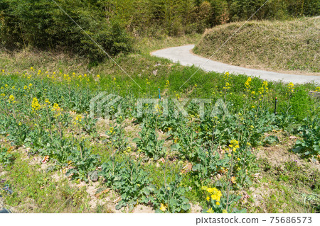 奈良縣山之邊的油菜花開在路上 75686573