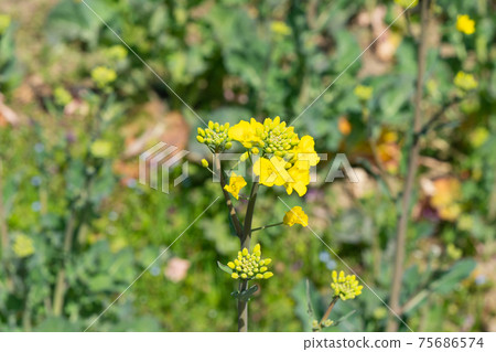Rape blossoms blooming on the road in Yamanobe, Nara Prefecture 75686574