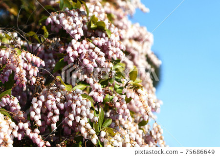 Akebono Abebi（Akebono-dori） 75686649