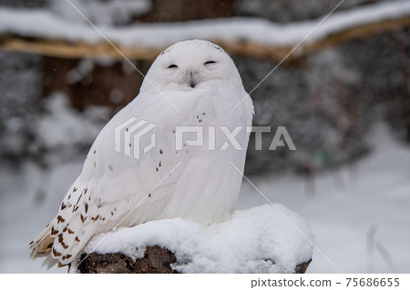 Owl in the winter zoo / Asahikawa, Hokkaido 75686655