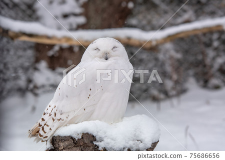 Owl in the winter zoo / Asahikawa, Hokkaido 75686656