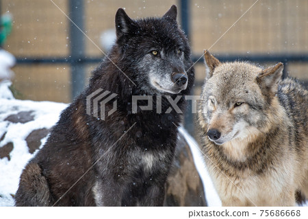 Winter zoo wolf / Asahikawa, Hokkaido 75686668