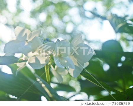 I shot the hydrangea in high key I shot the hydrangea in high key 75686729