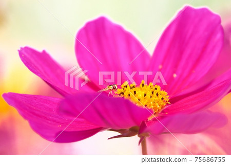 波斯菊和昆蟲盛開 75686755