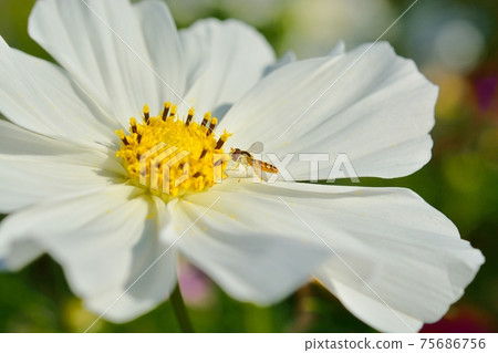 波斯菊和昆蟲盛開 75686756