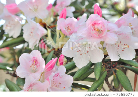 A flower of Kisakusa 75686773