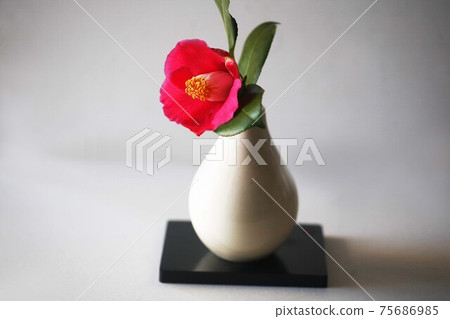 一朵山茶花紅色花 一朵山茶花紅色花 75686985