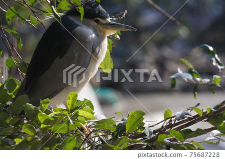 夜鷺站在陽光下,享受陽光。 夜鷺站在陽光下,享受陽光。 75687228