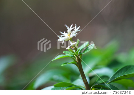 Pachysandra花在穗的底部可以看到許多雄花和雌花 75687248